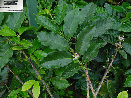 1280px-Coffea_robusta_A.jpg